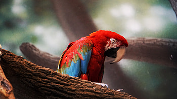 Macaw Parrot Closeup, macaw, parrot, birds HD wallpaper