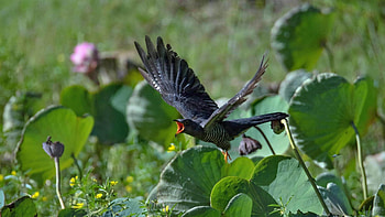 Cuckoo symbolism, Ancient beliefs, Spiritual significance, Nature's whispers HD wallpaper