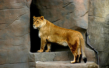 Animals, Beautiful, Lioness, Reserve HD wallpaper