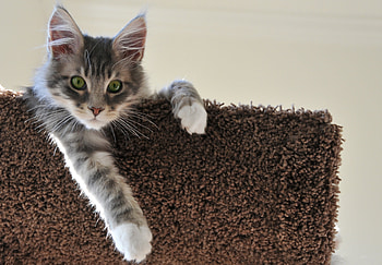 Animals, Sit, Cat, Beautiful, Ears, Paw HD wallpaper