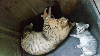 Tiger with her mum, Angie, blue, chubby, naps, Grey HD wallpaper
