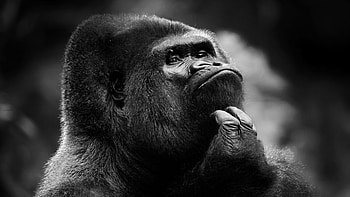 Monochrome gorilla, Dramatic , U TV , Captivating HD wallpaper