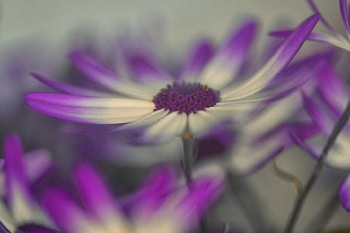 Purple seduction, seduction, beautiful, nature, purple flowers HD wallpaper