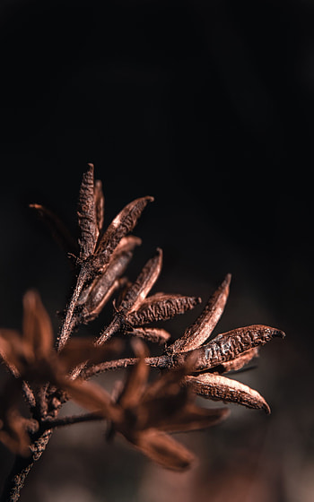 Plant, Macro, Branch, Dry HD phone wallpaper