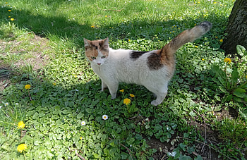 Lovely cat, Lovely, Sweet, Cats, Cute, Spring HD wallpaper