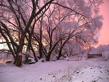 Landscape, Winter, Trees, Snow, Dawn HD wallpaper