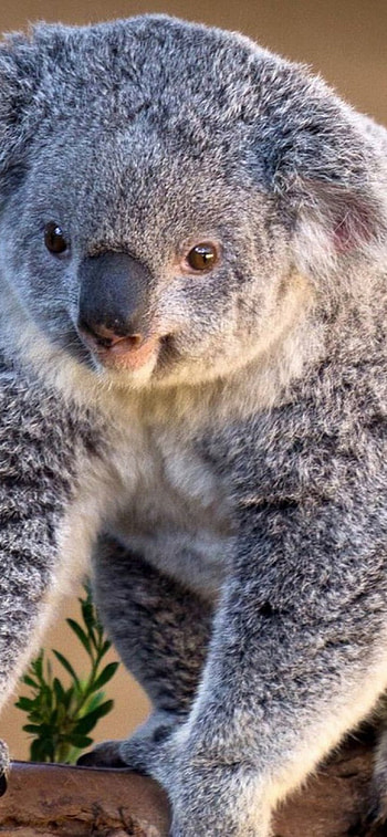 Koala bear, Koala , 11, Bear HD phone wallpaper