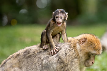 A cute baby Barbary macaque sits happily on its mother's back outdoors. HD wallpaper
