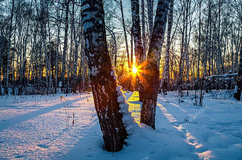 Sunset in Winter Forest, winter, snow, trees, nature, forest, sunset HD wallpaper