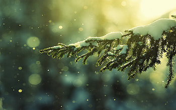 Plants, Snow HD wallpaper