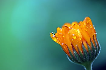 Close-up of an orange Calendula flower with dew drops, showcasing nature's delicate beauty. HD wallpaper