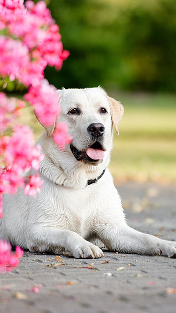 Akbash Dog, Pink and white dogs, Popular , Pink and white backgrounds HD phone wallpaper
