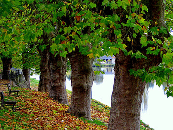 la rivera, river, bench, leaves, fall, trees HD wallpaper