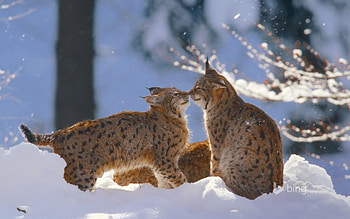 Eurasian Lynx In The Bayarian Forest Nation Park Germany, Lynx, Eurasian, Bavarian, Forest, Park, In, The, Germany, National HD wallpaper