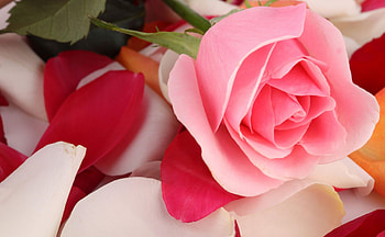 Flowers, Flower, Rose Flower, Rose, Petals, Tenderness HD wallpaper
