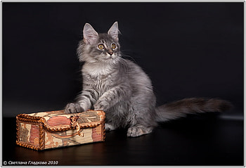 Cat and chest, sweet, animal, kitten, chest, cat, feline HD wallpaper