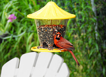 Lovely Cardinal, Bird, Cardinal, graphy, Seeds, Feeder, Male HD wallpaper