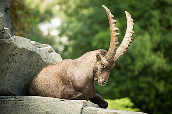 Mammals animal , Ultra high definition, , Smart compatibility HD wallpaper