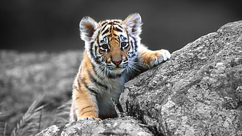Tiger Cub, Animals HD wallpaper