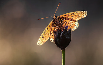 Flower, Macro, Blur, Smooth, Butterfly, Stem, Stalk, Antennae, Tendrils HD wallpaper