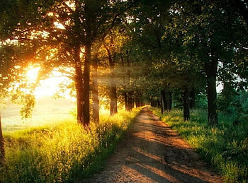 Morning Glory, glow, path, trees, beautiful, grass, sunrise HD wallpaper