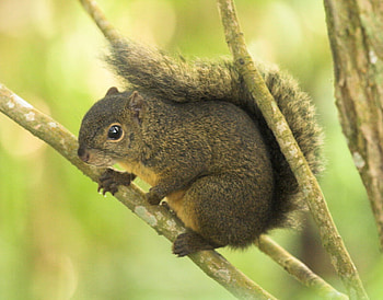 Central american squirrel, animal, nature, rodent, squirrel HD wallpaper