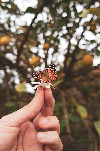 Flower, Hand, Miscellanea, Miscellaneous, Butterfly, Fingers HD phone wallpaper