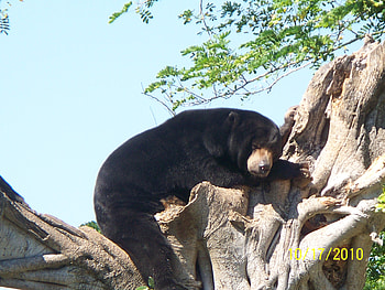 Just Lounging, wild, bear, zoo, animals HD wallpaper