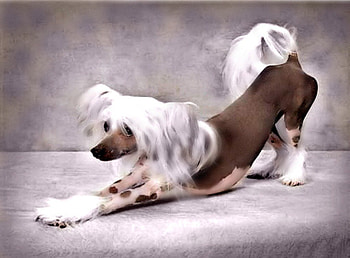 A LOVELY CHINESE CRESTED, toy dog, puppies, cute, chinese, puppy, chinese crested, animals, pets, small dogs, adorable HD wallpaper