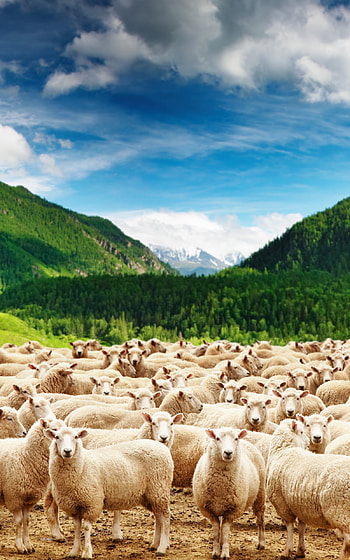 High-quality sheep , Vibrant for , Mobile and tablet backgrounds, A variety of sheep HD phone wallpaper