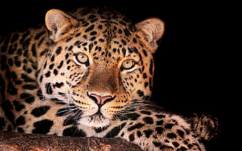 Animals, Leopards HD wallpaper