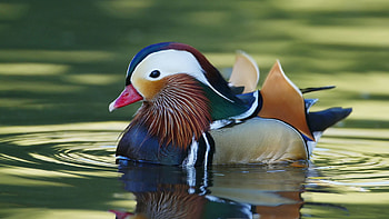 Animals, Water, Bird, Duck Manadrinka, Manadrinka Duck HD wallpaper