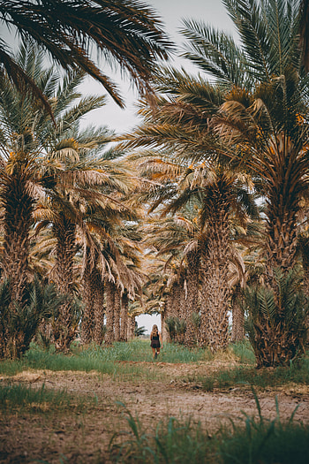 Nature, Grass, Palms, Girl, Tropics HD phone wallpaper