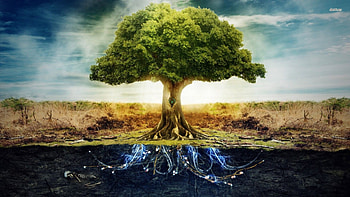 tree of life, roots, life, ground, tree HD wallpaper