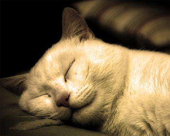 Sweet smile, animal, kitten, smile, cute, cat, sleep HD wallpaper