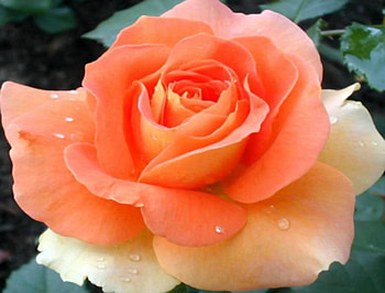 adi, nature, flowers HD wallpaper