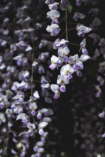 Flowers, Flower, Plant, Bloom, Flowering, Wisteria HD phone wallpaper
