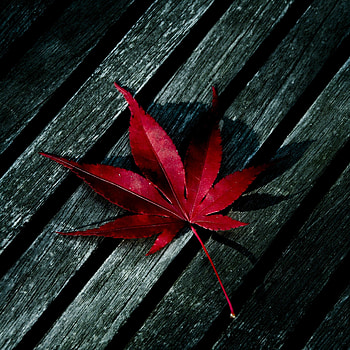 Single leaf, Delicate beauty, Minimalistic , Natural elegance HD phone wallpaper