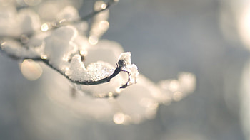 End of the winter, winter, frost, frozen, graphy, frosty, branch, abstract, wallpape, snow, close-up, nature, , macro, twigs, frosted HD wallpaper