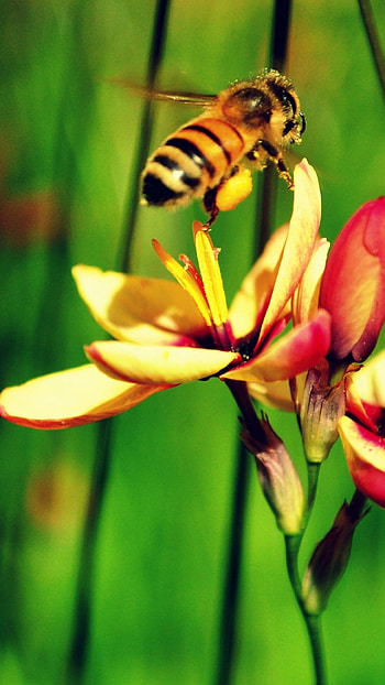 Bee, Animal kingdom, Nature's marvel, Insect wonder HD phone wallpaper