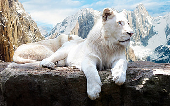 White Lion, Animal HD wallpaper