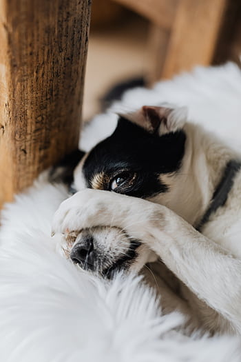 Cute dog lounging on a furry white blanket, playfully covering its face with a paw. HD phone wallpaper