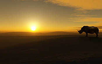 Rhino, rhino, animals, graphy, sunset HD wallpaper