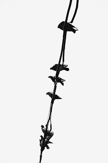 Birds, Pigeons, Minimalism, Wire HD phone wallpaper