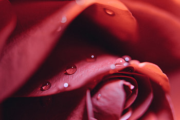 Drops, Macro, Rose Flower, Rose, Close-Up HD wallpaper