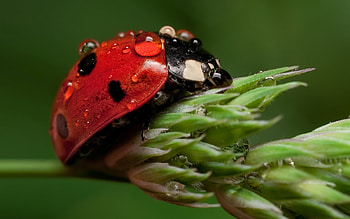 Insects, Ladybugs HD wallpaper