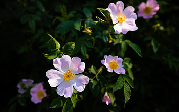 Wild Roses, pink, flowers, wild, roses HD wallpaper