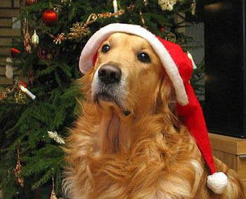 Cute Dog, dog, animal, Christmas, hat HD wallpaper