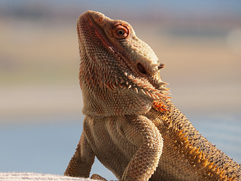 Animals, Lizard, Reptile, Bearded Dragon, Bearded Agam HD wallpaper