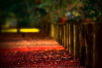 Nature, Autumn, Fencing, Enclosure, Logs, Stakes, Pegging HD wallpaper